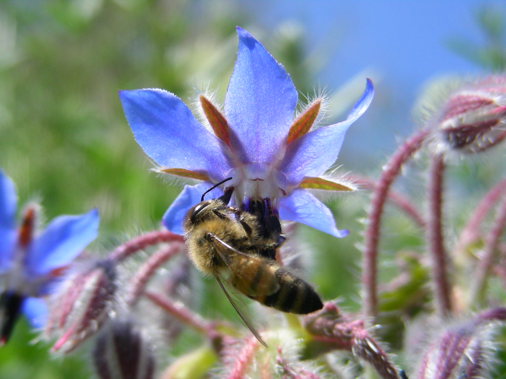 Borago officinalis / Borragine comune